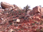 Bighorn